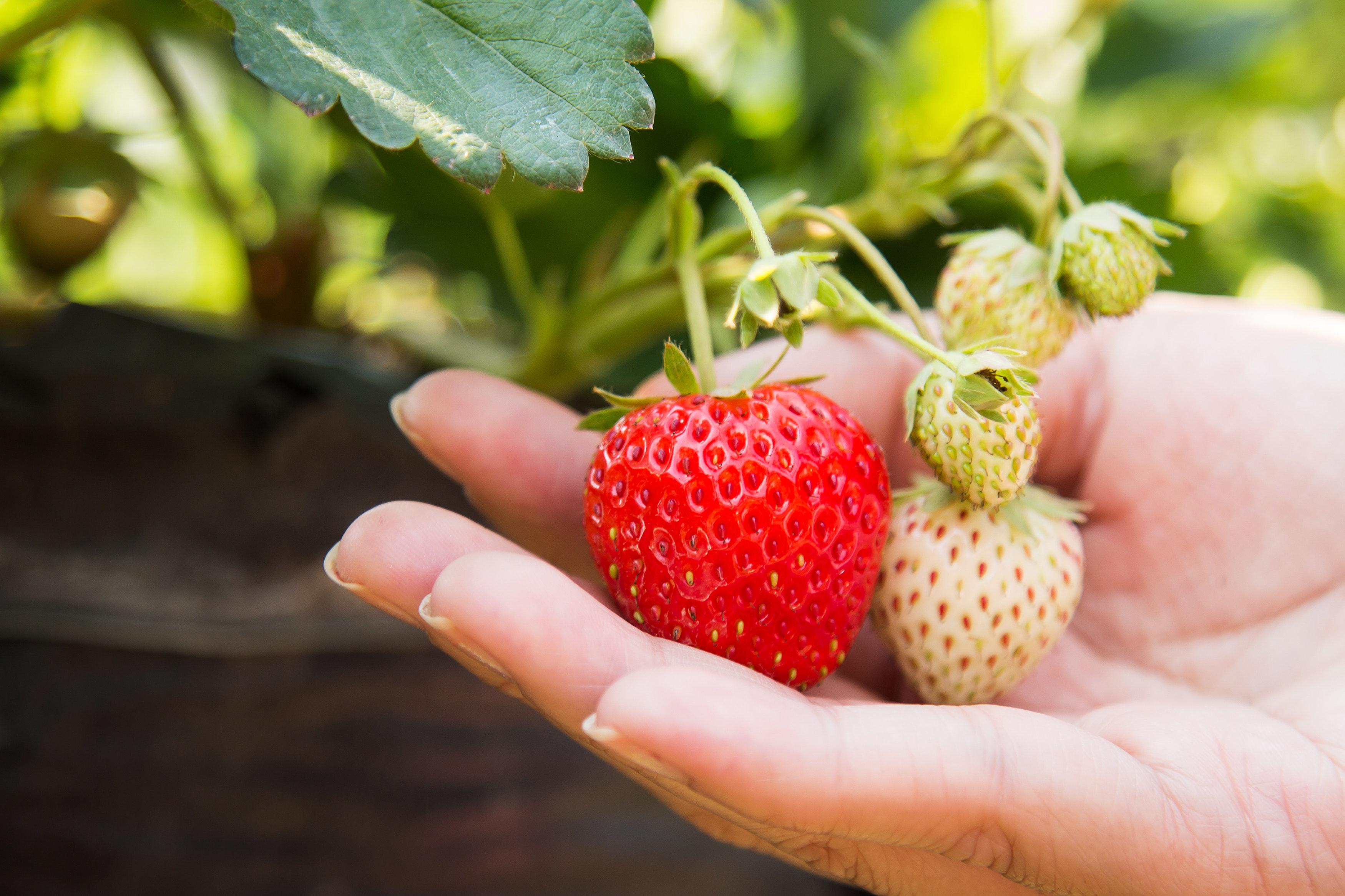 Comment distinguer les bonnes fraises des mauvaises - photo